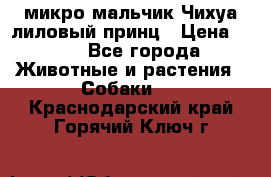 микро мальчик Чихуа лиловый принц › Цена ­ 90 - Все города Животные и растения » Собаки   . Краснодарский край,Горячий Ключ г.